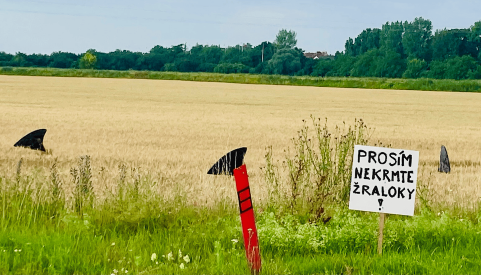 obrázek žraloků v poli s cedulí prosím nekrmte žraloky